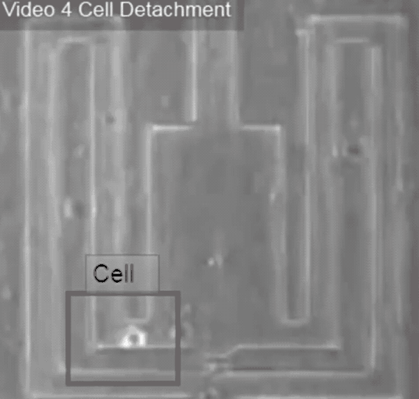 Gif showing lasers releasing the cell