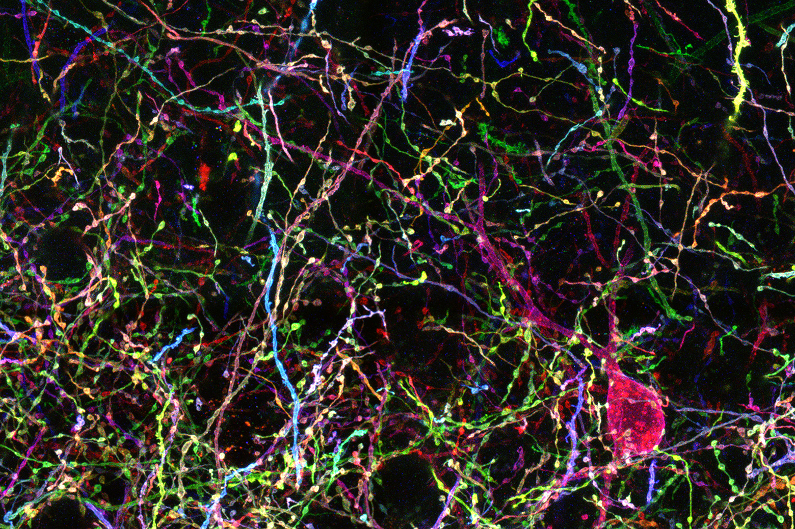 A multicolored web neurons, all long strands connecting rounder cell bodies