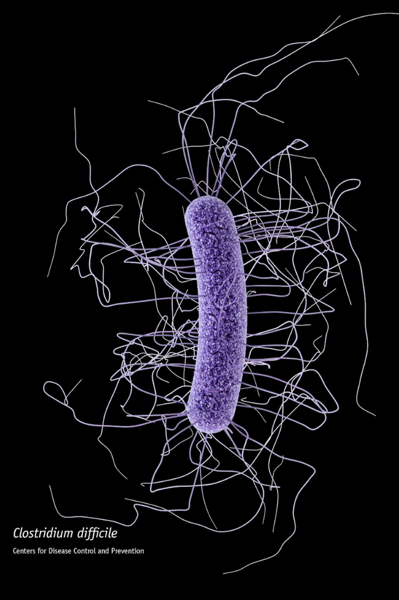 An illustration of a single clostridium difficile bacterium