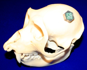 implant in skull
