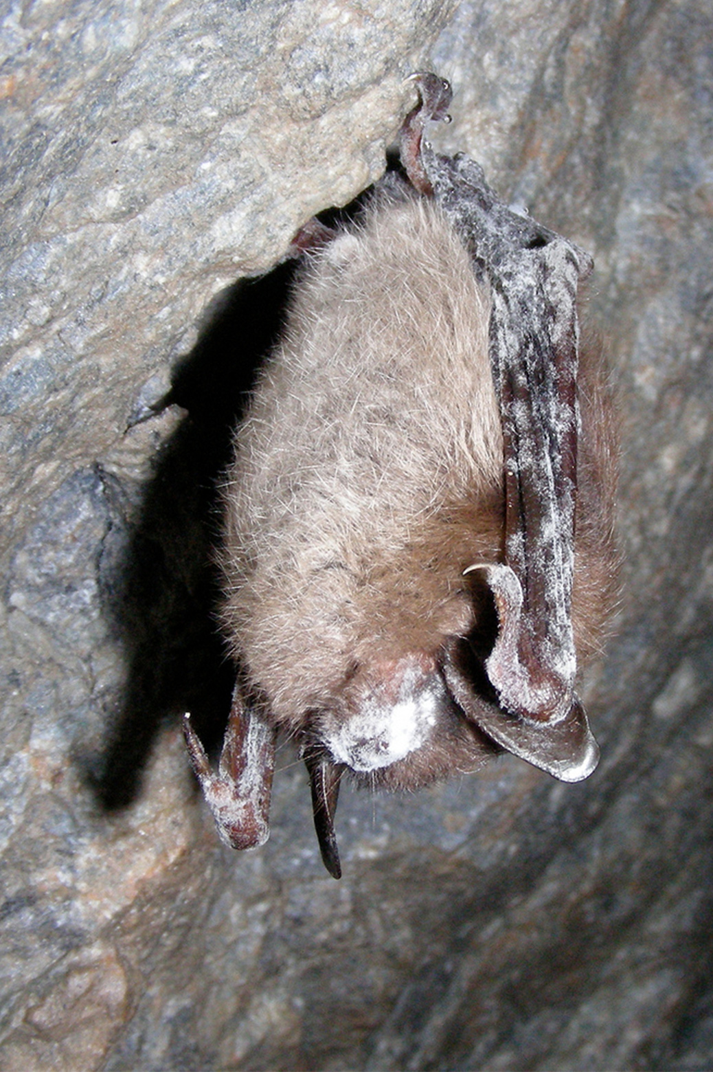 A little brown bat with white-nose syndrome