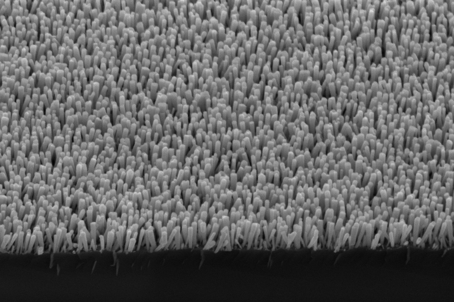 An electron microscope image shows the semiconductor nanowires. These deliver electrons to metal nanoparticles, which turn carbon dioxide and water into methane. Credit: Baowen Zhou, Mi Group, University of Michigan.