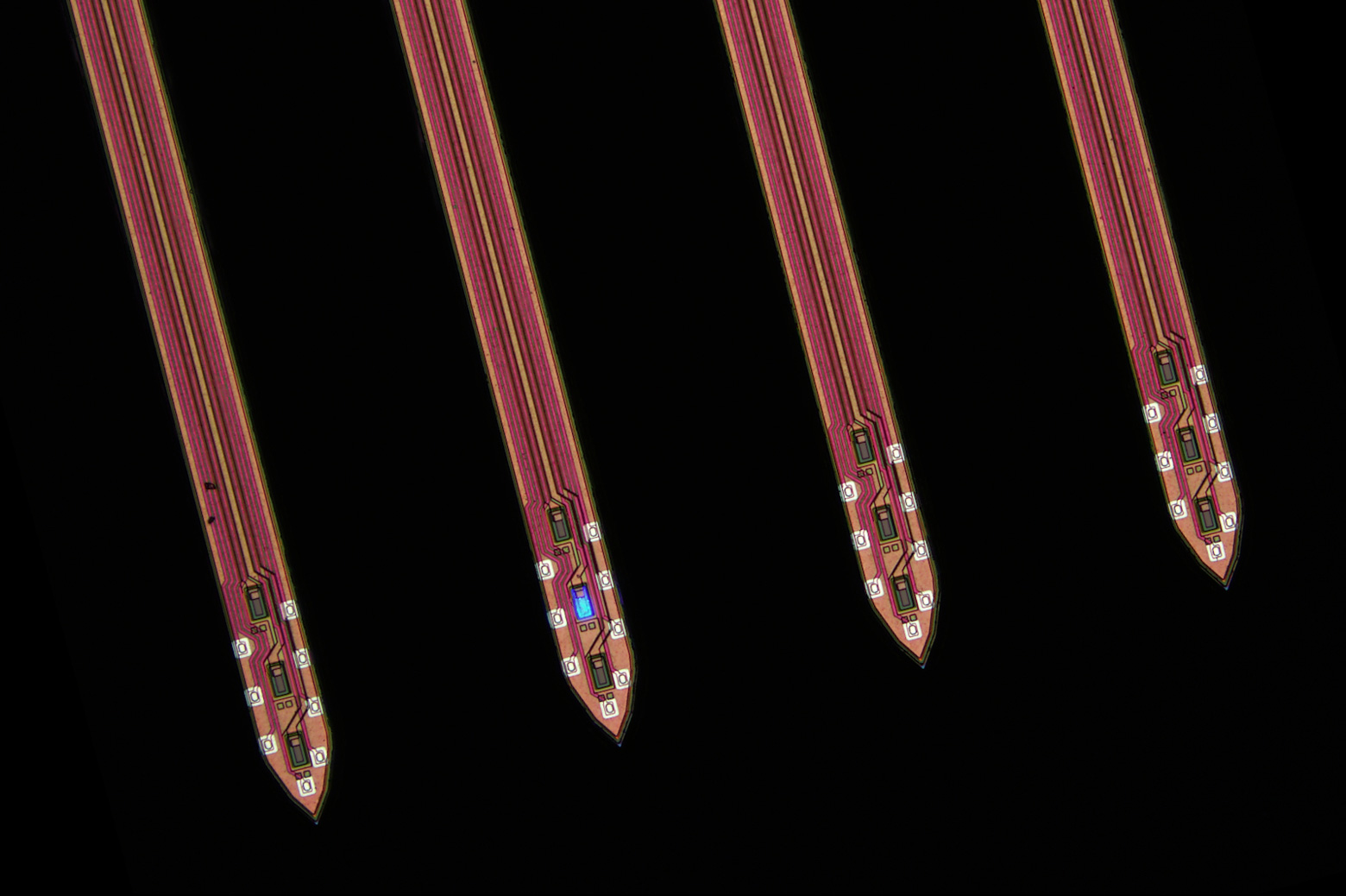 A close-up of four probe shanks, each 0.07 millimeters across. One of the LEDs, tiny enough to target a single neuron, is illuminated. The receiving electrodes appear as pale spots around the edges of each tip.