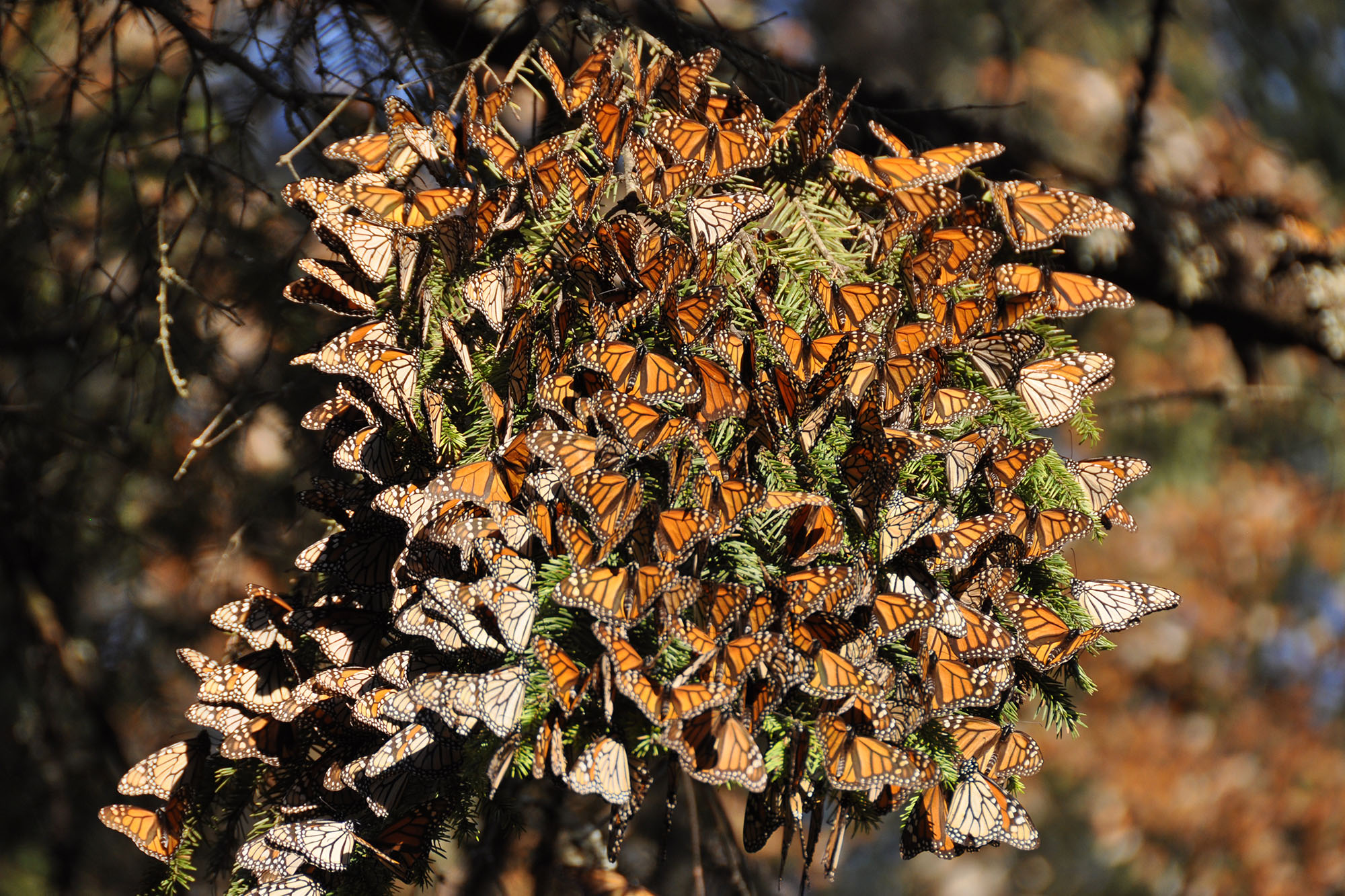 a cluster of monarch butterflies gather on a tree branch in the sun.