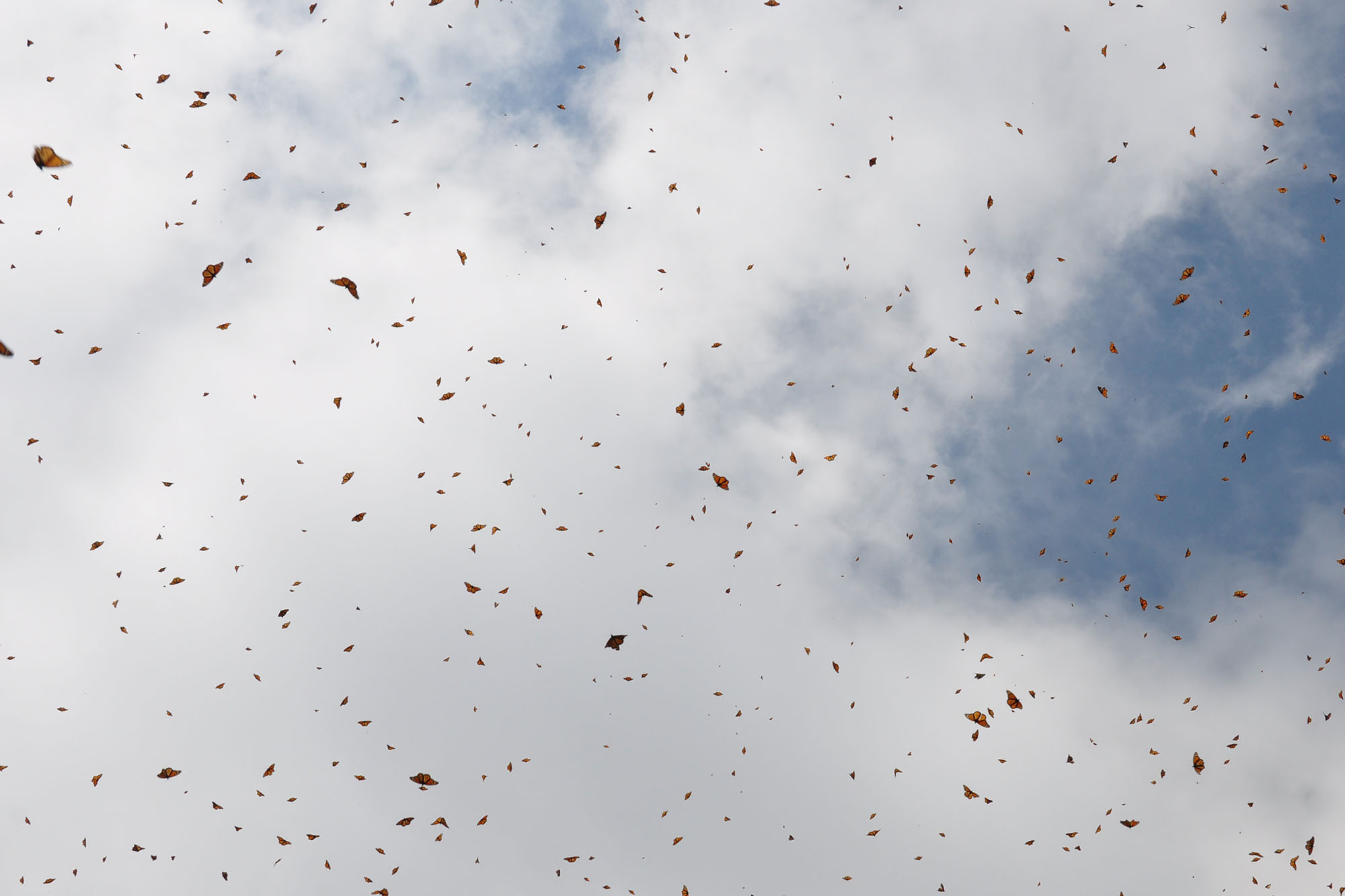 A sky full of monarch butterflies in flight