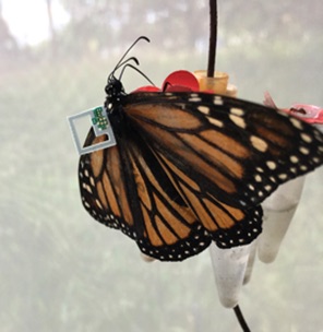 tiny sensor attached to the back of a monarch butterfly