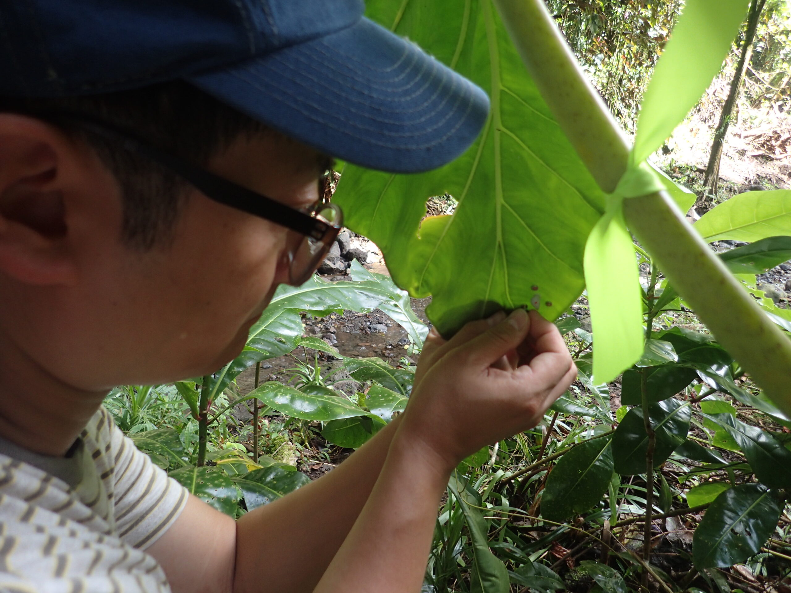 placing michigan micro mote on leaf with partula hyalina snail