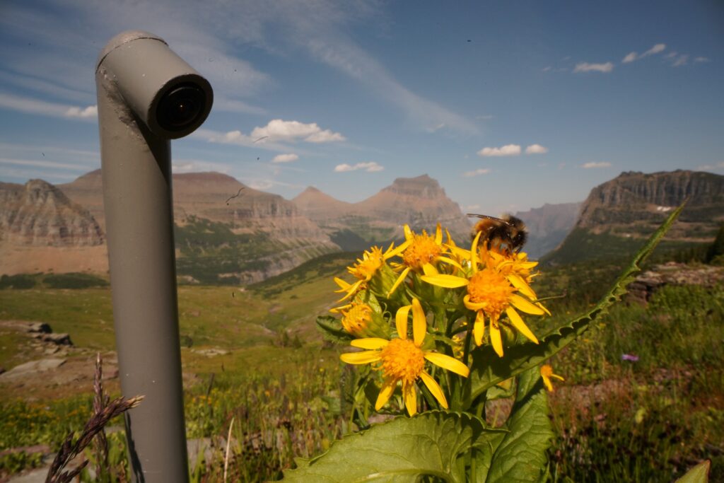 Bee sitting on bunch of yellow flowers against scenic mountainous background. Smart camera is installed behind the flower and is focused on the bee.