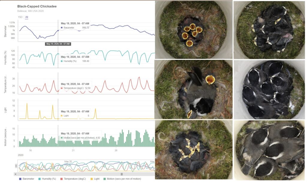 Six images of  a bird nest at varying stages of fledgling growth with graphs showing different types of data, including humidity, temperature, light, and motion.