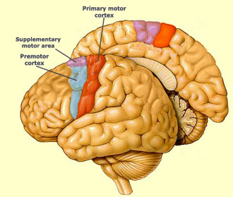 An illustration of the human brain with the motor cortex highlighted and labeled.