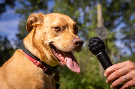 Using AI to decode dog vocalizations