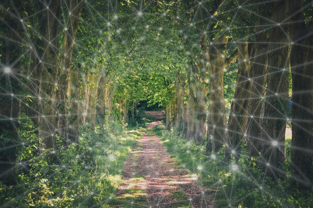 A photo of a path through a forest overlaid with an abstract representation of network nodes in white.